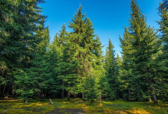 Smrekovit – mjesto gdje priroda dolazi u prvi plan