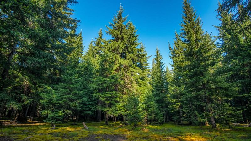 Smrekovit – mjesto gdje priroda dolazi u prvi plan